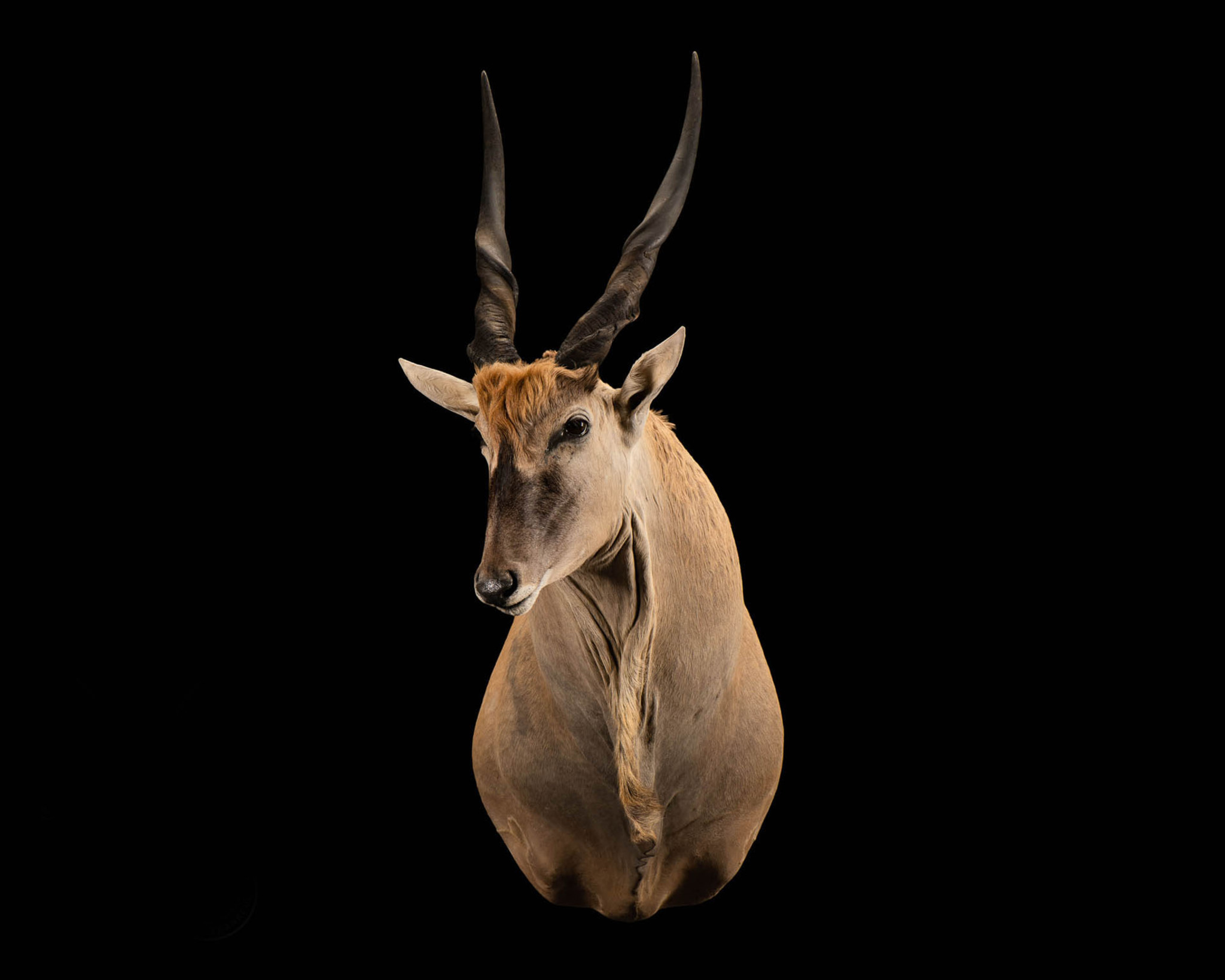 Eland Taxidermy Shoulder Mount 1/4 Right Turn